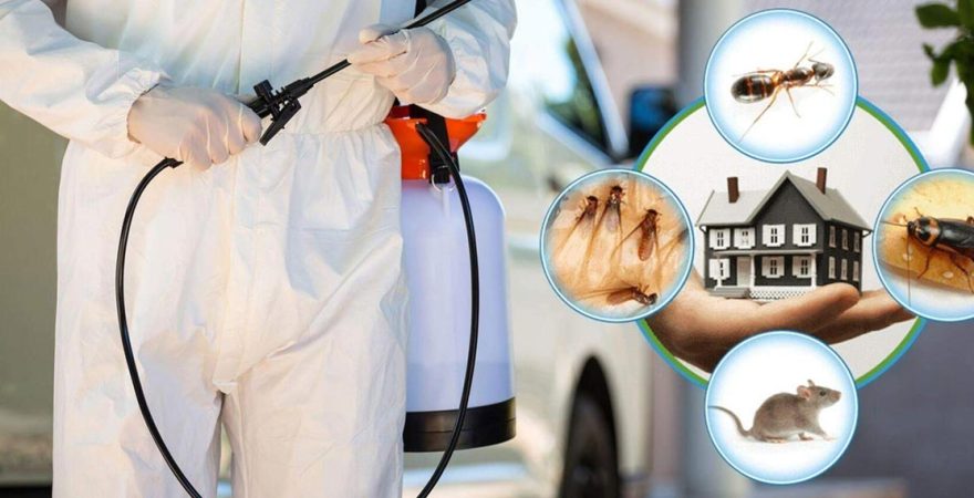 Şarkikaraağaç Böcek İlaçlama