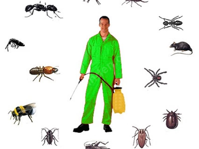 Şarkikaraağaç Böcek İlaçlama